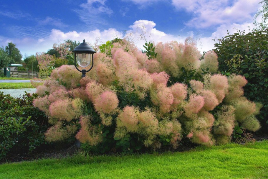 Скумпия Кожевенная (Cotinus coggygria &#96;Royal Purple&#96;)
