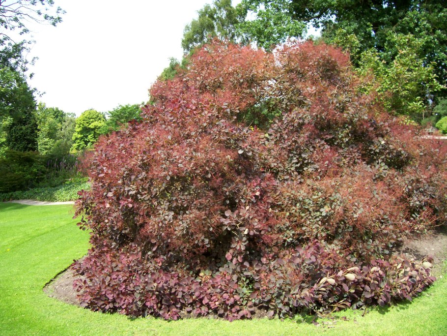 Скумпия Кожевенная Роял перпл