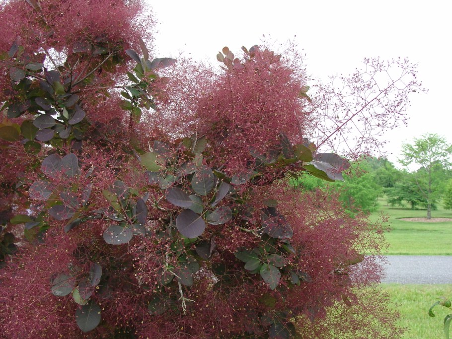 Скумпия Кожевенная Грейс