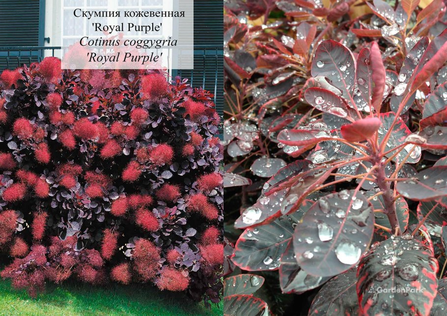 Скумпия Кожевенная пурпурная