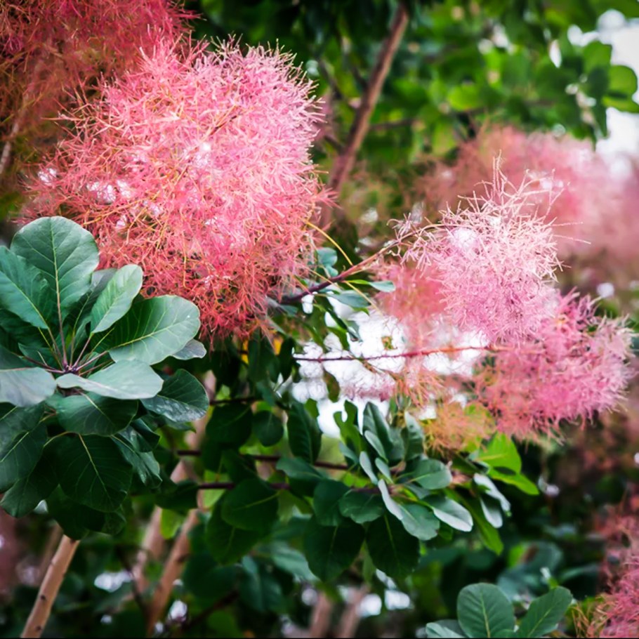 Скумпия Кожевенная Cotinus coggygria