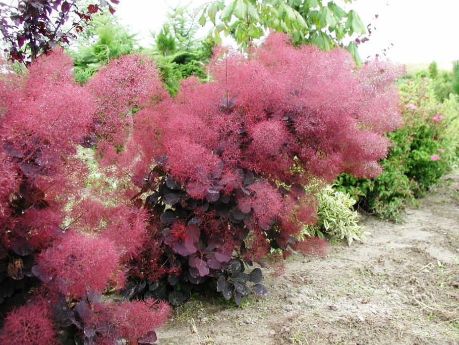 Скумпия Кожевенная (Cotinus coggygria &#96;Royal Purple&#96;)