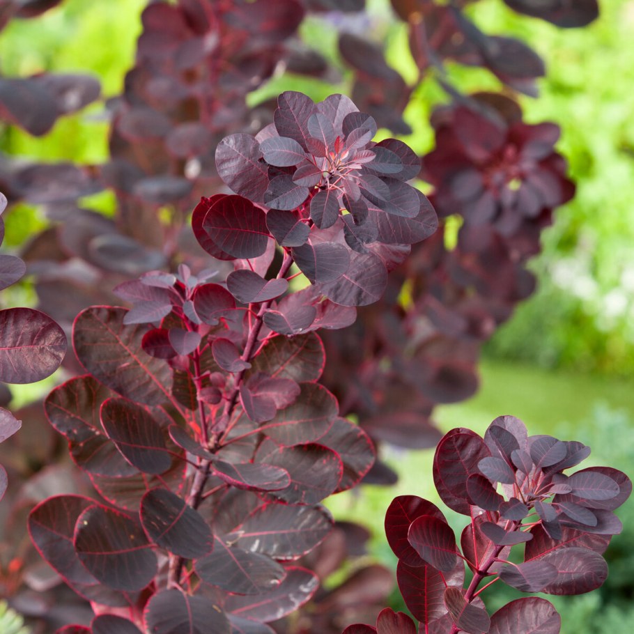 Скумпия Кожевенная (Cotinus coggýgria)