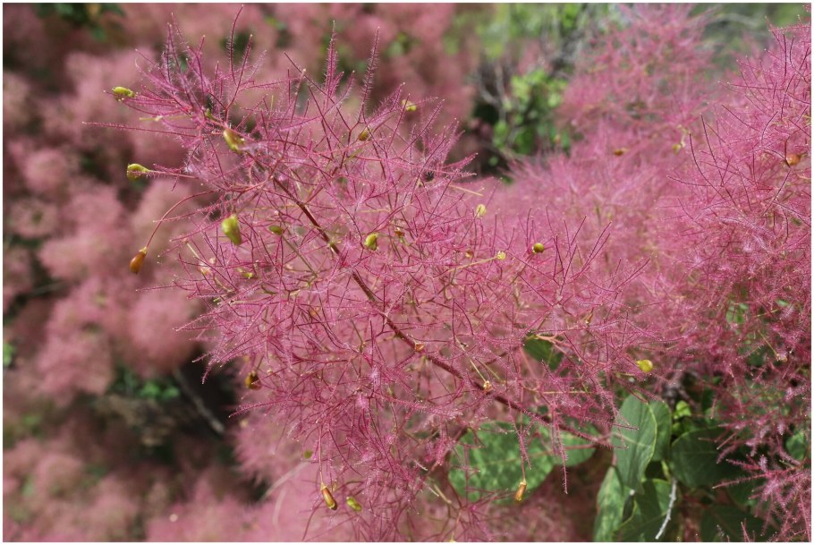 Скумпия Кожевенная цветок