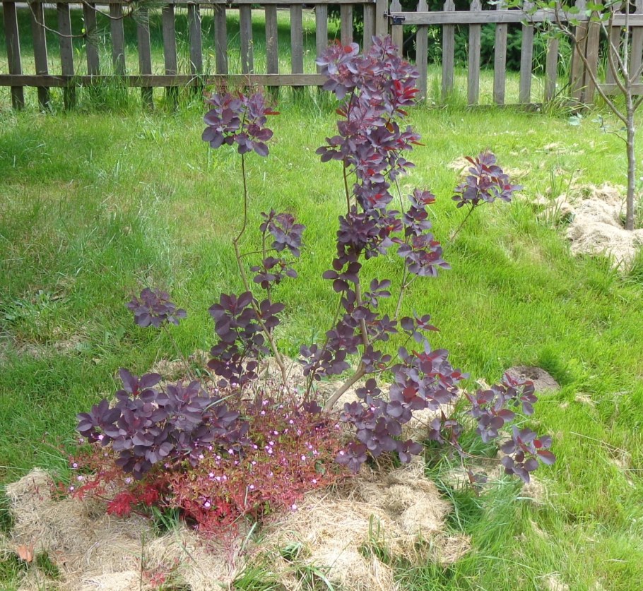 Скумпия Роял пурпур