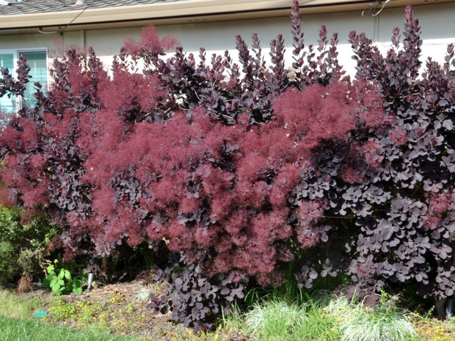 Скумпия Кожевенная Рубрифолиус