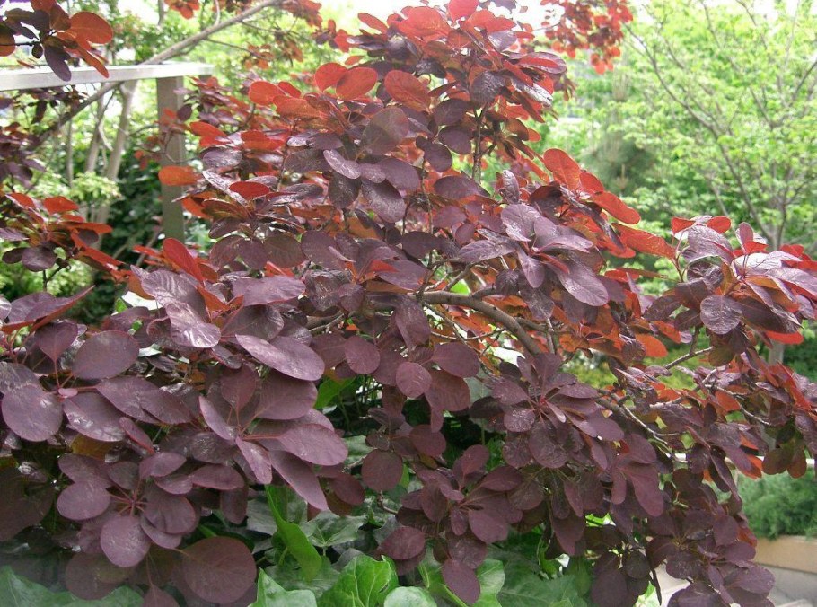 Скумпия Кожевенная Cotinus coggygria