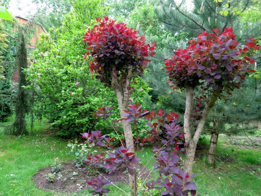 Скумпия Кожевенная штамбовая