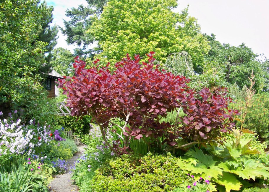 Скумпия Кожевенная кустарник
