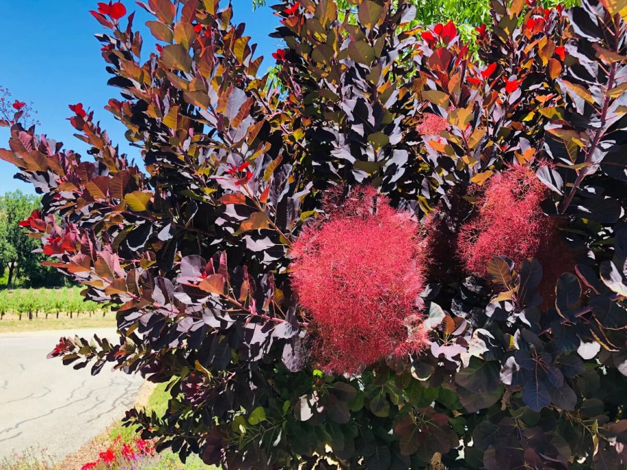 Скумпия (париковое дерево) Кожевенная