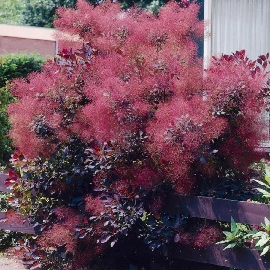 Скумпия Кожевенная