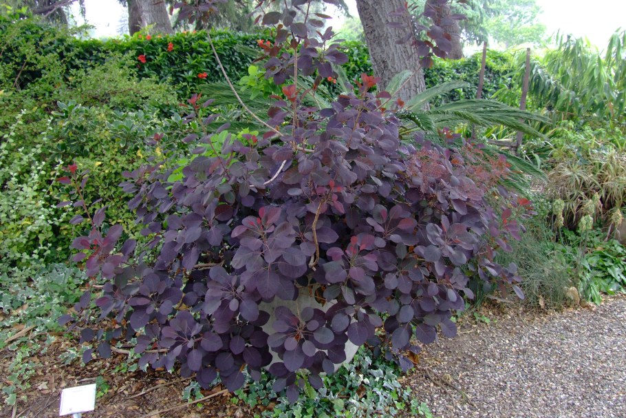 Скумпия Кожевенная Cotinus coggygria