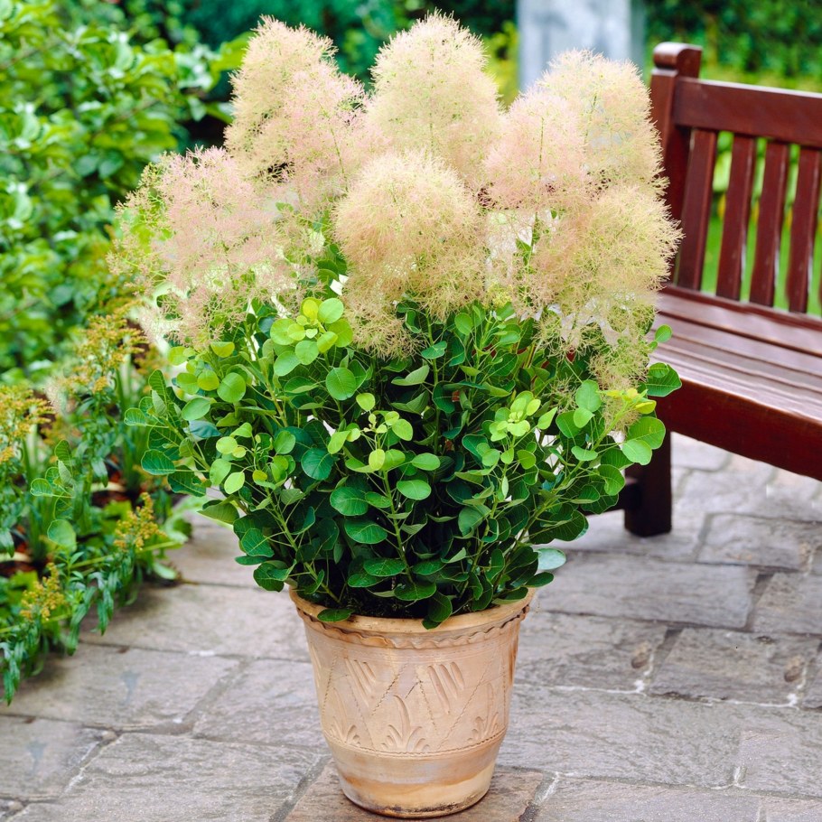 Скумпия Кожевенная Cotinus coggygria young Lady