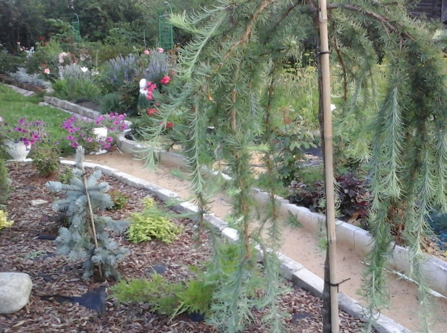 Лиственница японская плакучая