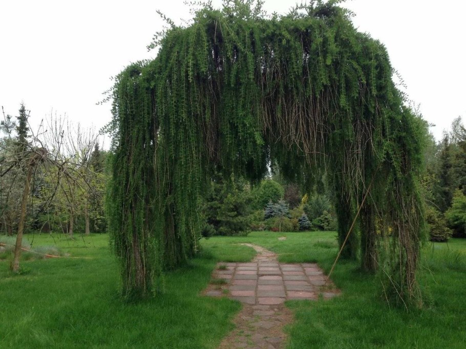 Лиственница европейская Larix decidua