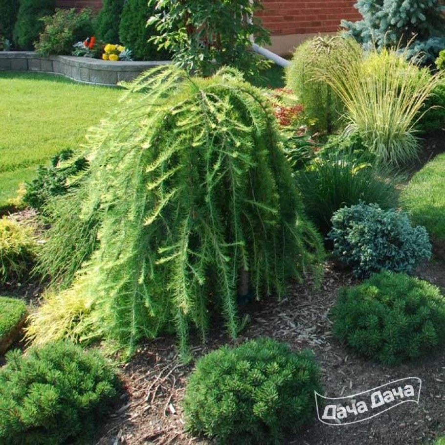 Лиственница европейская (Larix decidua "pendula")