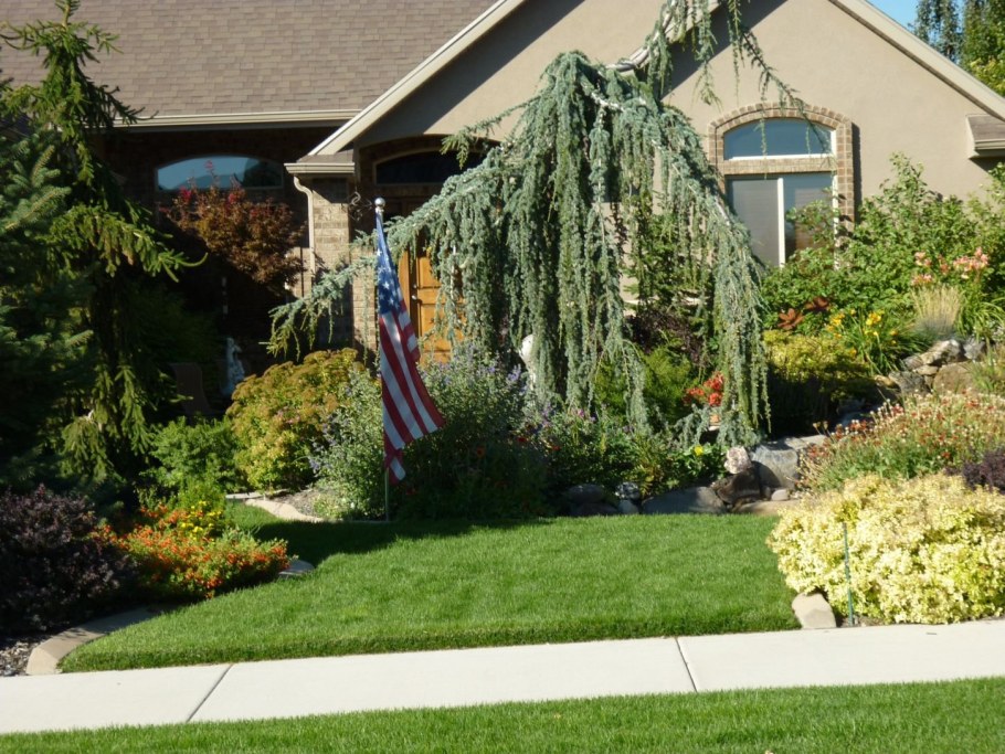 Можжевельник Блю Эрроу