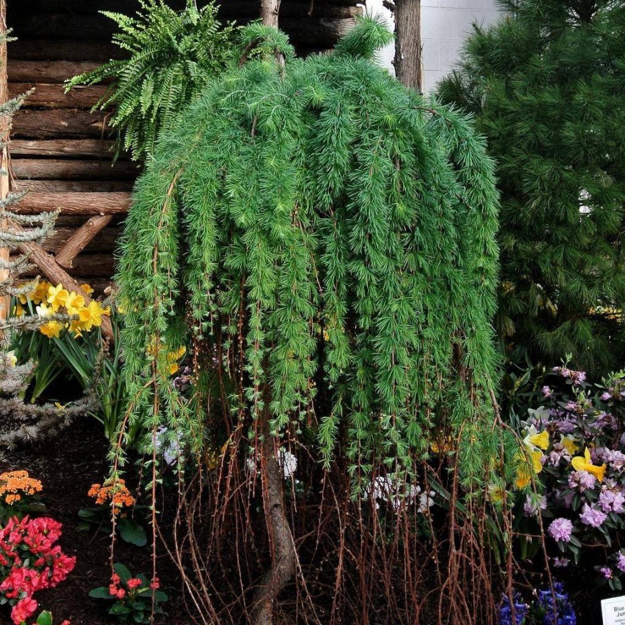 Лиственница японская Пендула (Larix kaempferi pendula)