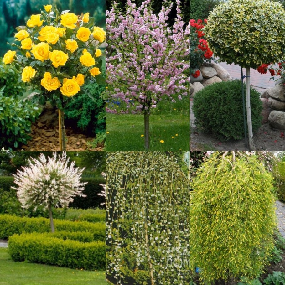 Ива Хакуро нишики на штамбе