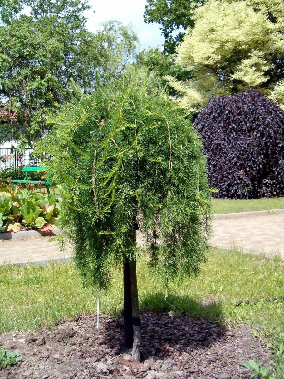 Лиственница европейская Larix decidua