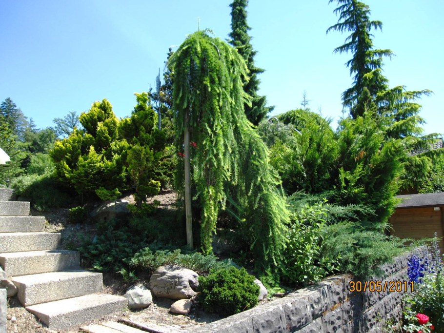 Лиственница европейская 'repens' арка