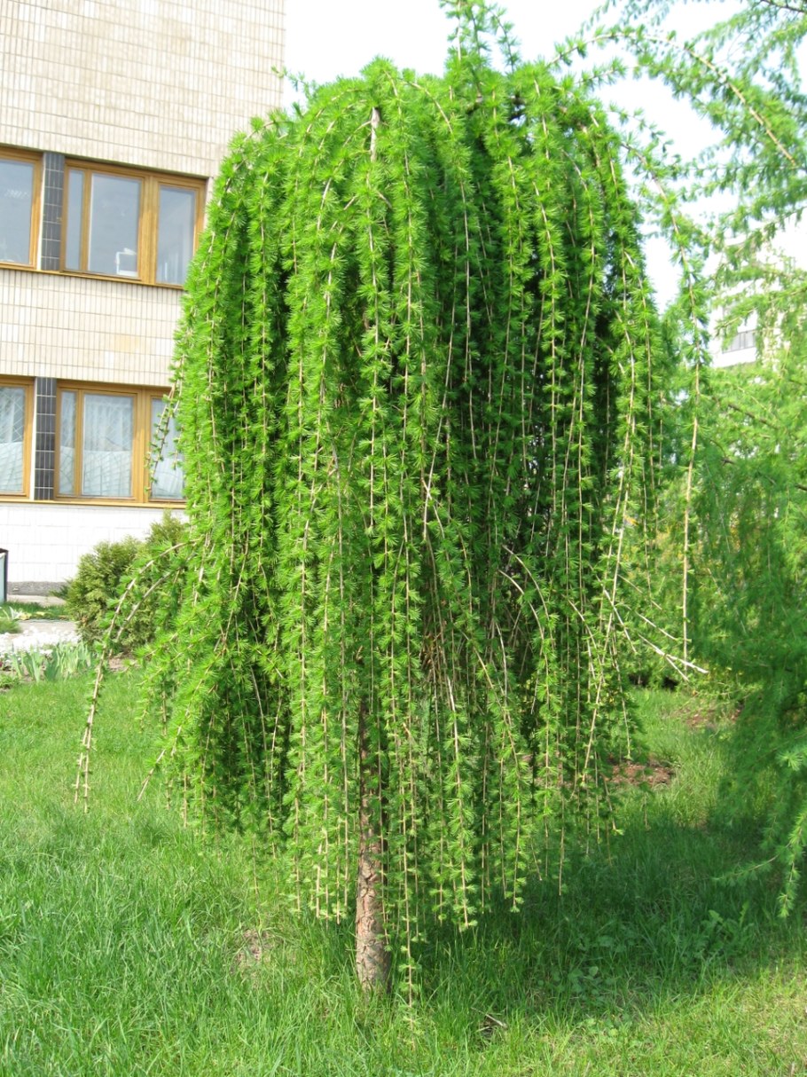Лиственница европейская плакучая Пендула