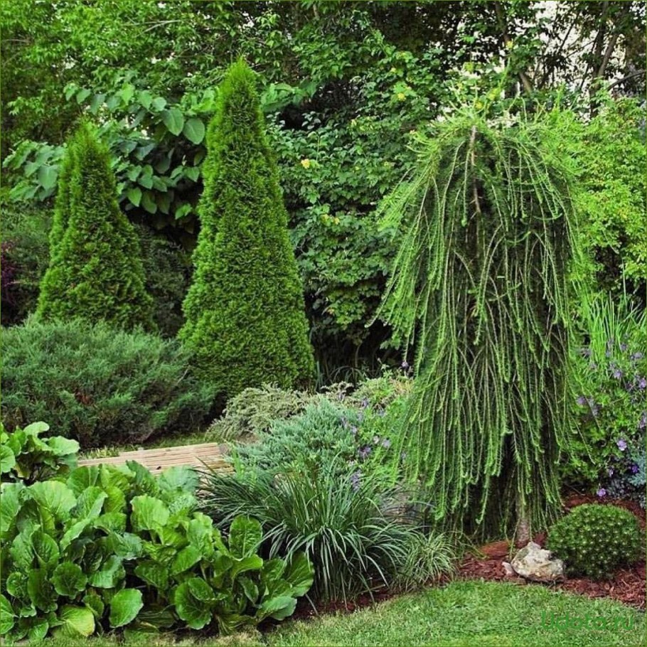 Туя плакучая Пендула