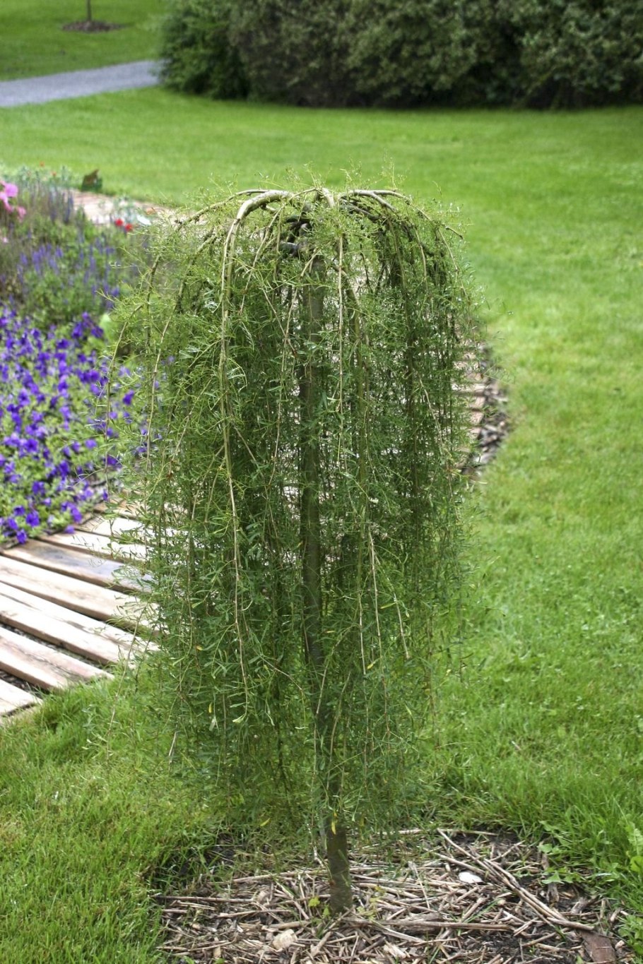 Лиственница европейская pendula