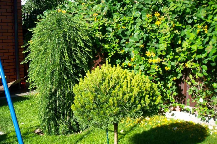 Лиственница европейская Корник