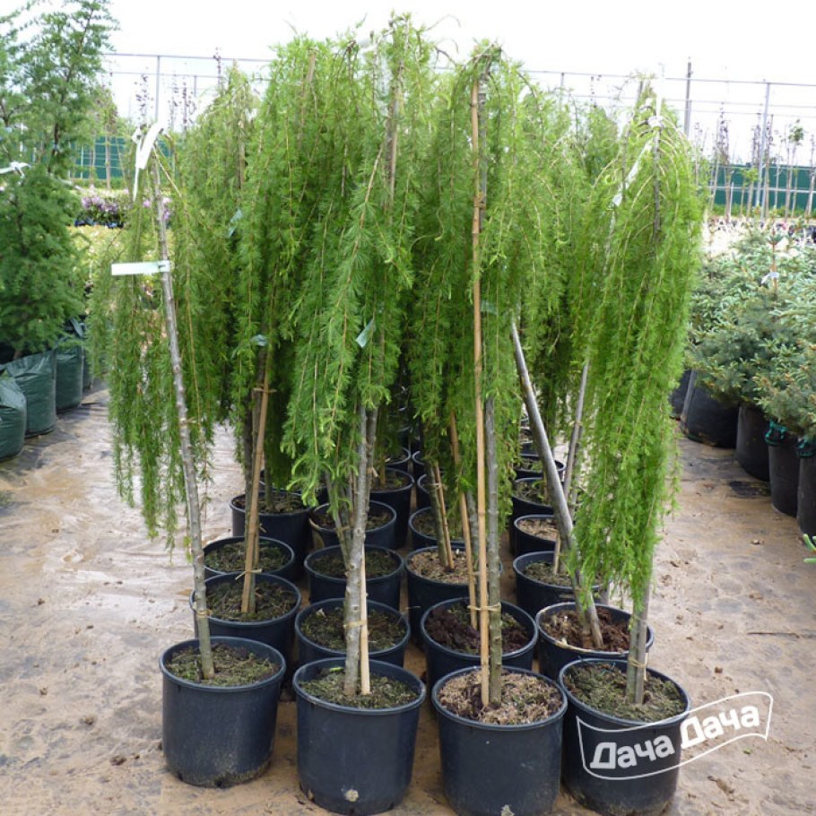 Лиственница европейская (Larix decidua "pendula")