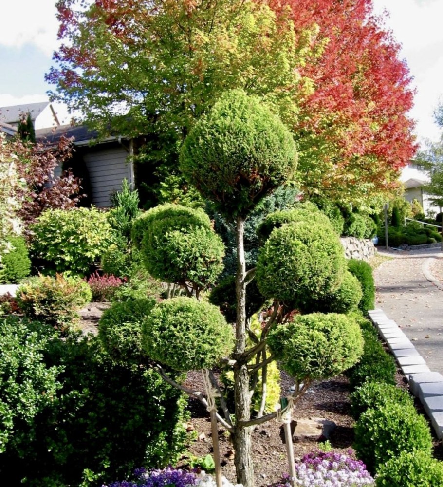 Туя Западная ниваки