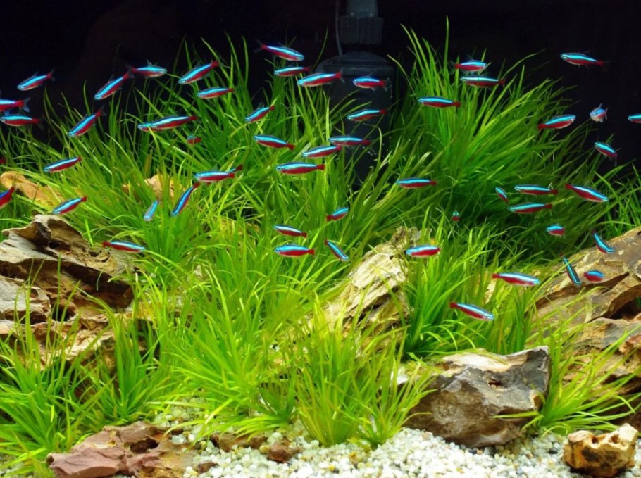 Биотоп с голубыми неонами