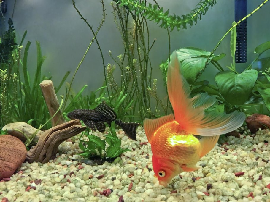 Золотая рыбка в аквариуме