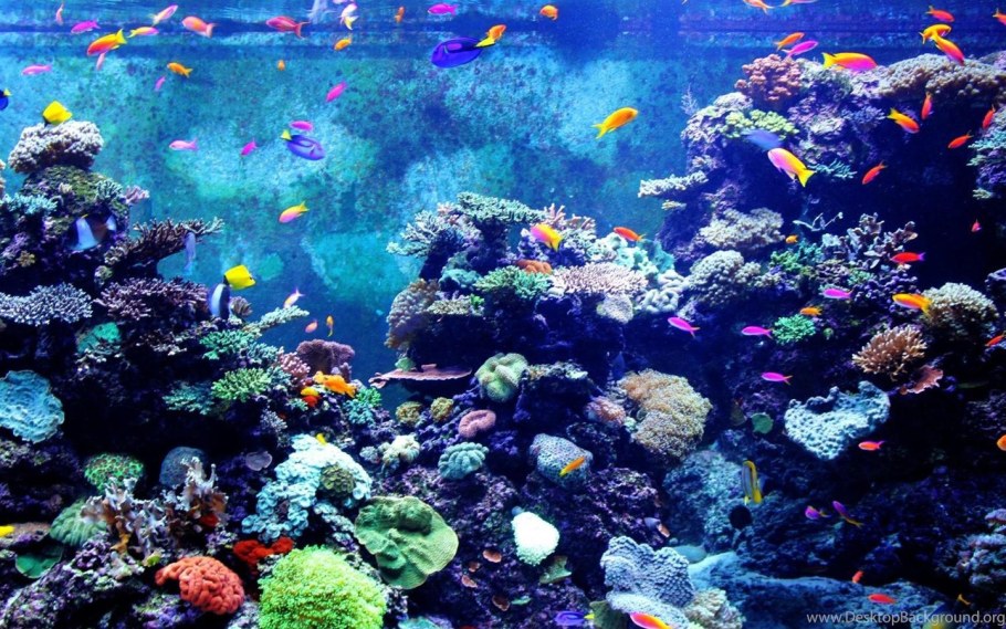 Большой аквариум с рыбками