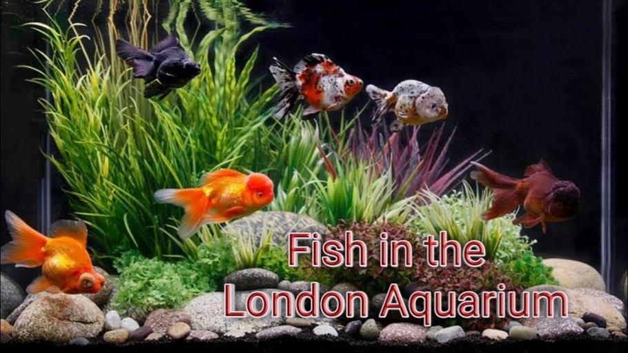 Акваскейп Голдфиш