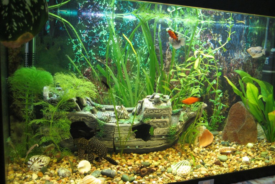 Рыбки для аквариума