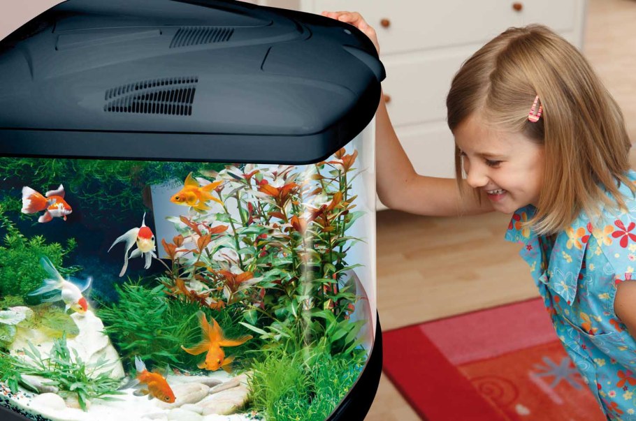 Домашние рыбки в аквариуме