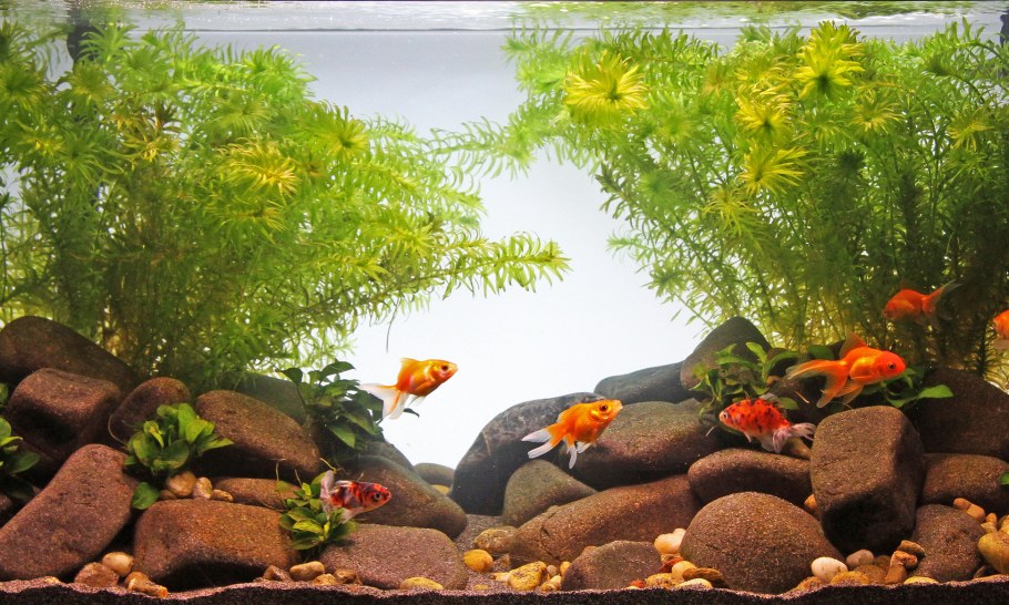 Водоросли для аквариума