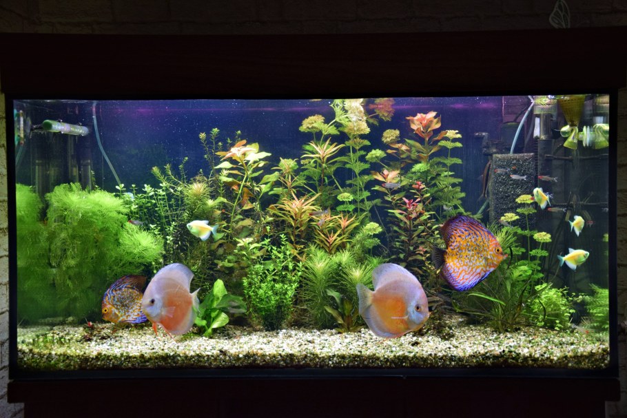 Красивые аквариумы