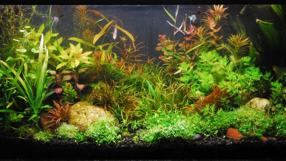 Фон для аквариума