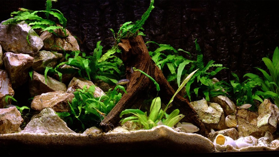 Фон для аквариума на заднюю стенку