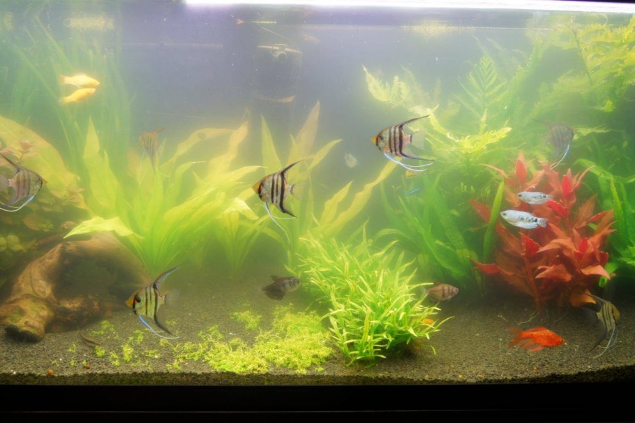 Рыбки для аквариума