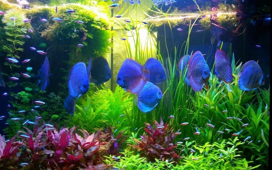Дискусы и неоны