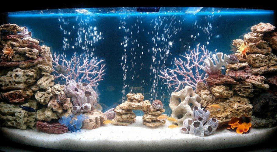 Цихлидник псевдоморе