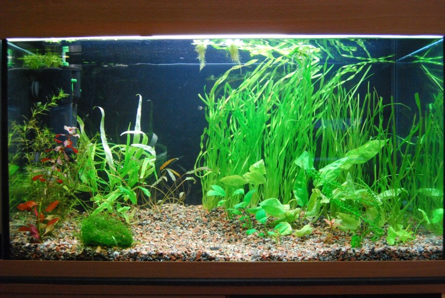 Аквариум с растениями и рыбками