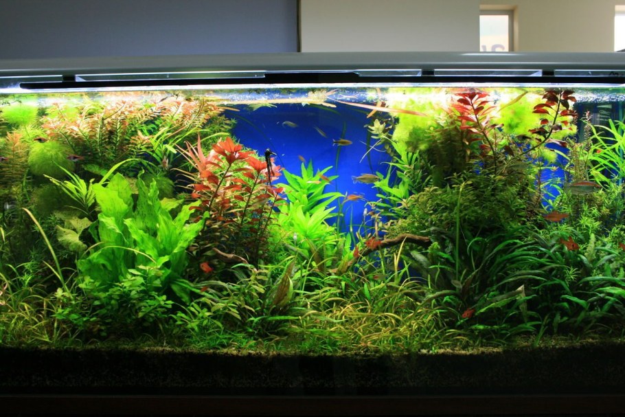 Красивые аквариумы с растениями