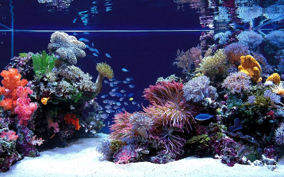 Красивые аквариумы