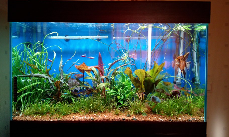 Рыбы в аквариуме