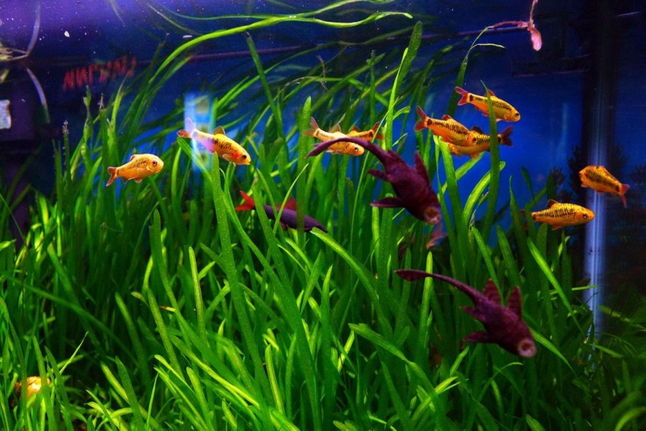 Аквариум внутри