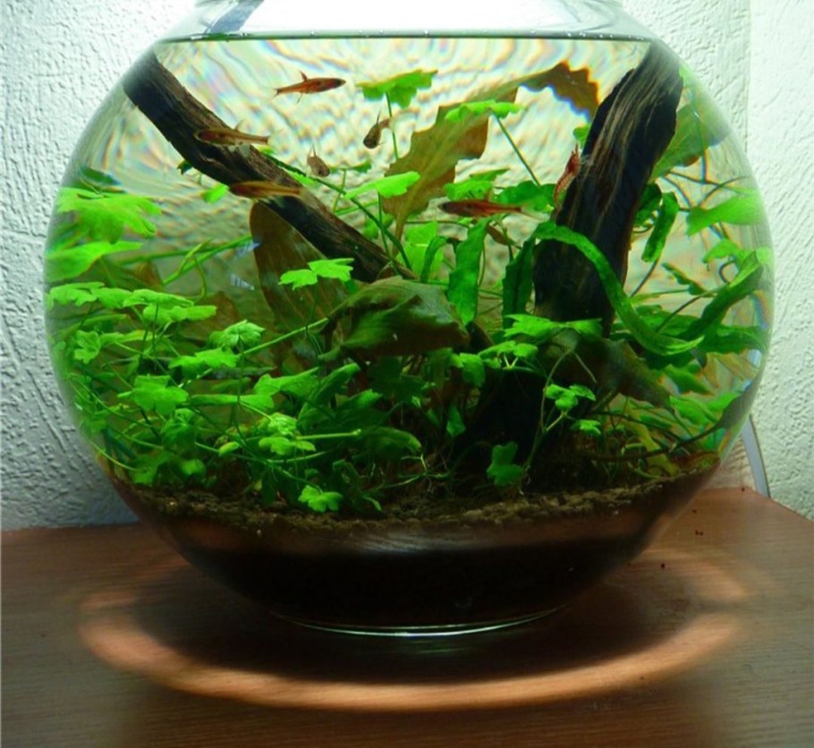 Круглый аквариум